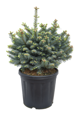 Пихта горная Компакта, Гор19 М в интернет гипермаркете «Планета Лета». Фото