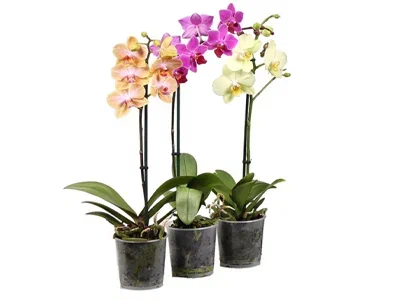 Орхидея Mix, Гор12, Выс50 Уценка!!! в интернет гипермаркете «Планета Лета». Фото