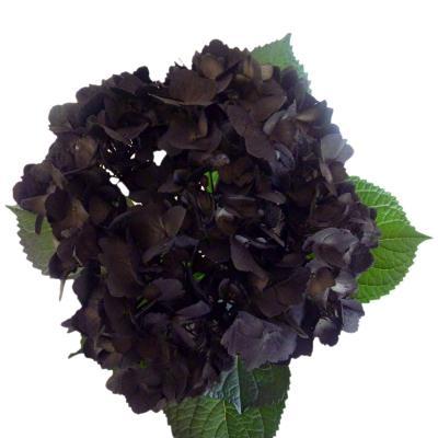 Гортензия крупноцв.Exclusive collect черный лист, Гор23, Выс30 в интернет гипермаркете «Планета Лета». Фото