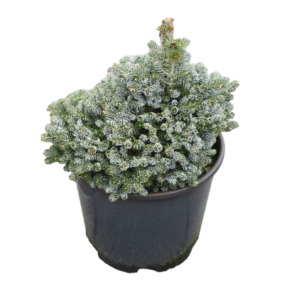 Пихта корейская Когоутс Айсбрекер, Гор19 М в интернет гипермаркете «Планета Лета». Фото