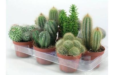 Кактус Mix, Гор12, Выс15 в интернет гипермаркете «Планета Лета». Фото