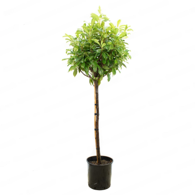 Лавровишня Etna штамб 100, Гор28, С12 И в интернет гипермаркете «Планета Лета». Фото