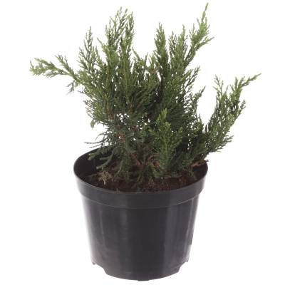 Можжевел.казац.Tamariscifolia, Гор19, Выс30, уц1 в интернет гипермаркете «Планета Лета». Фото