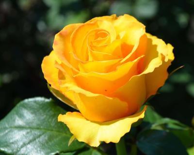 Роза чайно-гибридная Керио Гор23 М в интернет гипермаркете «Планета Лета». Фото