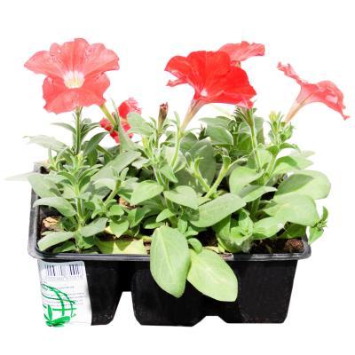 Петуния куст (1*6) клаета, М в интернет гипермаркете «Планета Лета». Фото