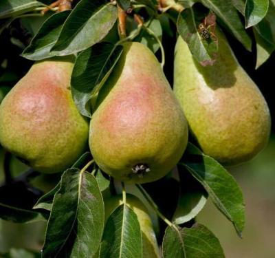 Груша Кафедральная 2-летка С4 Выс140 Планета Лета в интернет гипермаркете «Планета Лета». Фото Груша Кафедральная 2-летка С4 Выс140 в интернет гипермаркете «Планета Лета». Фото