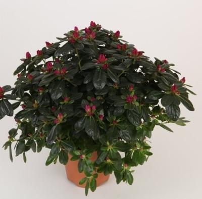 Рододендрон Ostalett фиолет., Гор12, Выс30 в интернет гипермаркете «Планета Лета». Фото