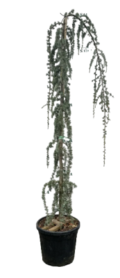 Кедр атласский Glauca pendula ф.канделябр, С35, Выс100-120 И в интернет гипермаркете «Планета Лета». Фото