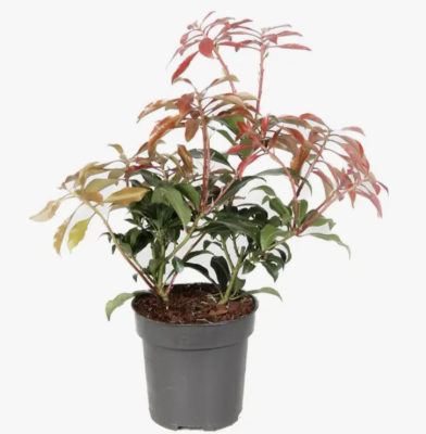 Пиерис японский Bonfire, Гор17, Выс45 в интернет гипермаркете «Планета Лета». Фото