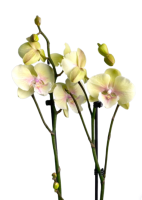 Фаленопсис 2 pp Golden River, Гор12, Выс55 в интернет гипермаркете «Планета Лета». Фото