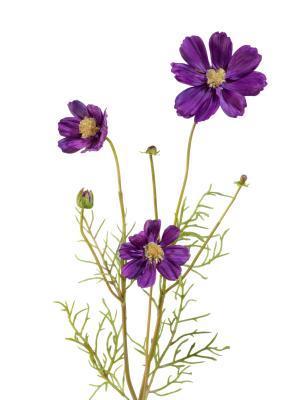 Космея фиолетовая в-48 см 3цв, 2бут 30.03070037/1 в интернет гипермаркете «Планета Лета». Фото