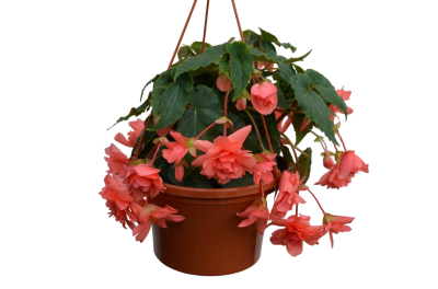 Бегония BELLAVISTA подвес, Гор23 М в интернет гипермаркете «Планета Лета». Фото