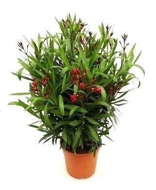 Олеандр, Гор22, Выс70 в интернет гипермаркете «Планета Лета». Фото