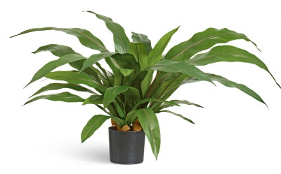 Асплениум куст Гигант в кашпо в-50 см д-80 см в интернет гипермаркете «Планета Лета». Фото