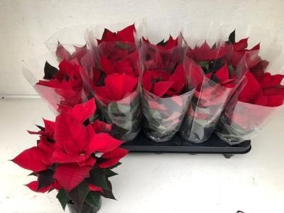 Пуансеттия Rood, Гор10, Выс30 в интернет гипермаркете «Планета Лета». Фото