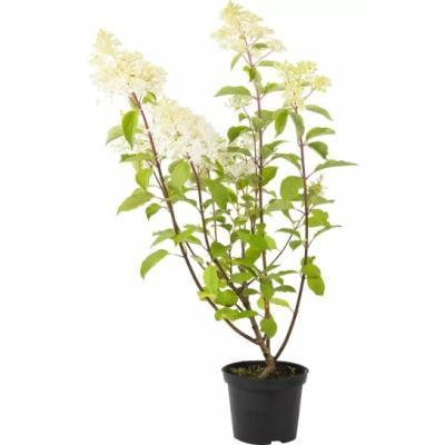 Гортензия метельчатая Phantom, Гор19, Выс50 в интернет гипермаркете «Планета Лета». Фото