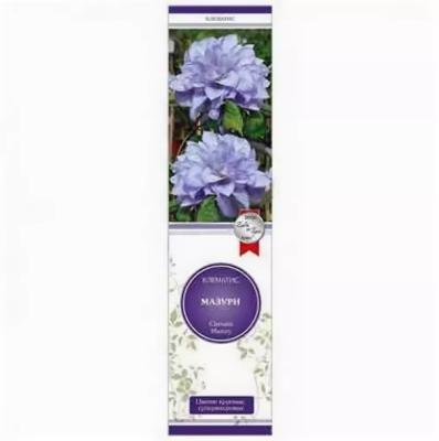 Клематис крупноцветковый Мазури П в интернет гипермаркете «Планета Лета». Фото