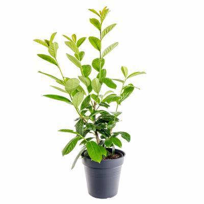 Лавровишня Caucasica, Гор19, Выс60 в интернет гипермаркете «Планета Лета». Фото