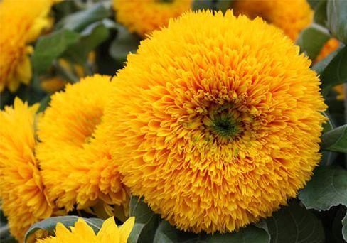 Подсолнечник (декоративный) однолетний Оранжевое солнце (ЦВ) ("1) 0,5гр. в интернет гипермаркете «Планета Лета». Фото