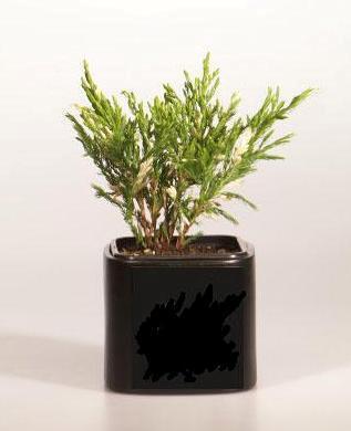 Можжевел.гориз.Andora Variegata, Гор19, Выс35 в интернет гипермаркете «Планета Лета». Фото