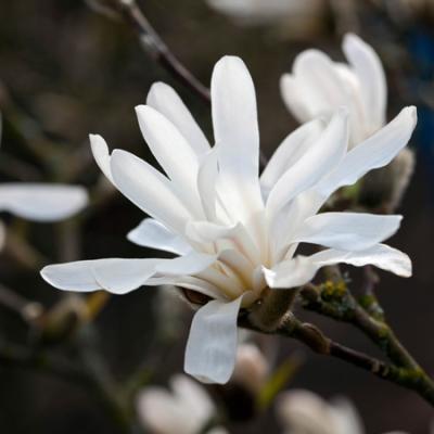 Магнолия лебнера 7Ц (туба) в интернет гипермаркете «Планета Лета». Фото