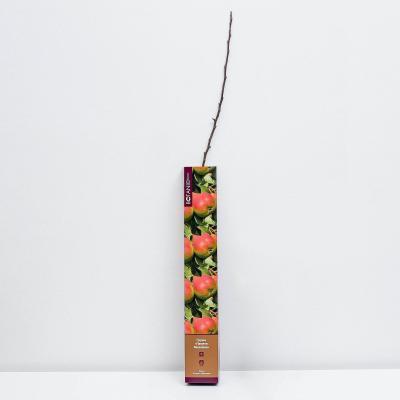 Груша Памяти Яковлева (туба) в интернет гипермаркете «Планета Лета». Фото