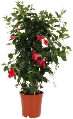 Мандевилла Sundaville Red, Гор14, Выс40 в интернет гипермаркете «Планета Лета». Фото