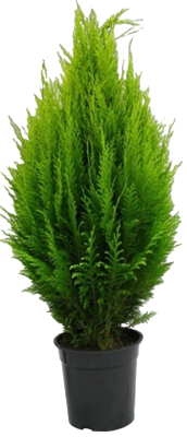 Кипарисовик Л.Erecta Aurea Гор9, Выс15 в интернет гипермаркете «Планета Лета». Фото