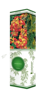 Древогубец круглолистный Геркулес (муж)/Цкор П в интернет гипермаркете «Планета Лета». Фото