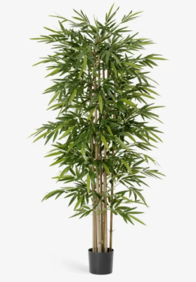 Бамбук Новый 150 см в интернет гипермаркете «Планета Лета». Фото