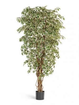 Фикус гавайский лиана пестр 180 см 10.30906NW в интернет гипермаркете «Планета Лета». Фото