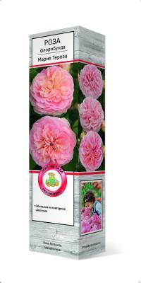 Роза флорибунда Мария Тереза/ЦКор П в интернет гипермаркете «Планета Лета». Фото