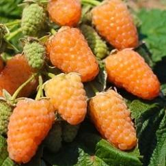 Малина желтоплодная Оранжевое Чудо в коробке в интернет гипермаркете «Планета Лета». Фото