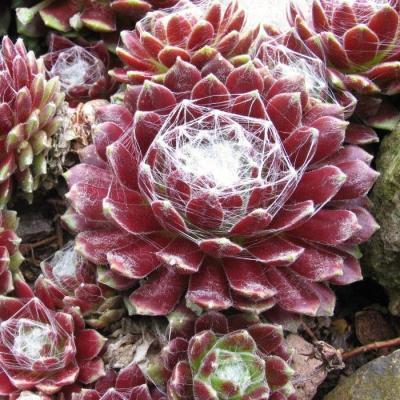 Молодило Arachnoideum, Гор11, Выс15 в интернет гипермаркете «Планета Лета». Фото