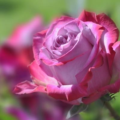 Роза чайно-гибридная Блю Лейк 7Ц в интернет гипермаркете «Планета Лета». Фото