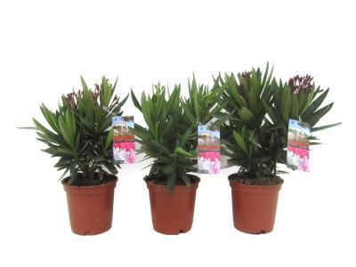 Олеандр, Гор30, Выс100-125 И в интернет гипермаркете «Планета Лета». Фото