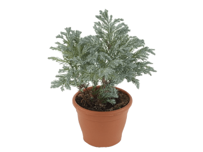 Кипарисовик горох.Sky Blue, Гор9, Выс20 в интернет гипермаркете «Планета Лета». Фото