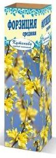 Форзиция Спектабелис средняя в коробке в интернет гипермаркете «Планета Лета». Фото