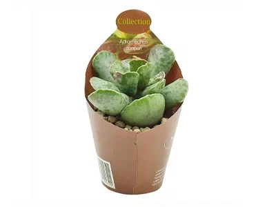 Суккуленты Adromischus cooperi, Гор10, Выс15 в интернет гипермаркете «Планета Лета». Фото