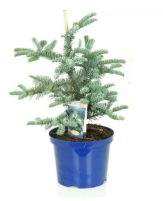 Пихта горная Glauca, Гор19, Выс60 в интернет гипермаркете «Планета Лета». Фото
