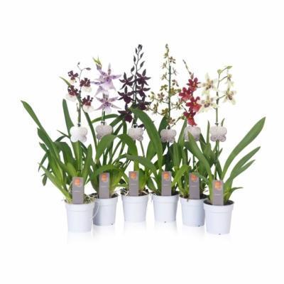 Орхидея Cambria, Гор12, Выс40 в интернет гипермаркете «Планета Лета». Фото