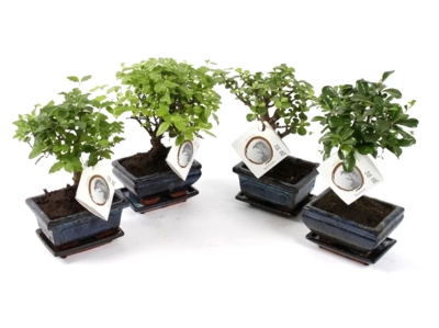 Бонсаи Mix, Гор26, Выс40 в интернет гипермаркете «Планета Лета». Фото