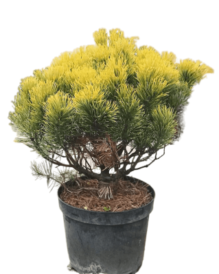 Сосна горная Винтер Голд, Гор19 М в интернет гипермаркете «Планета Лета». Фото