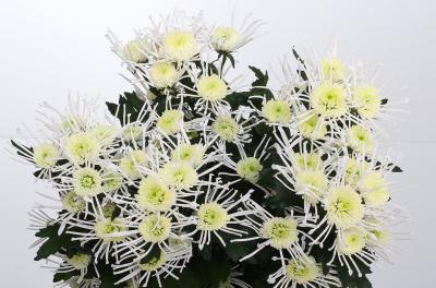 Хризантема Vesuvio, Гор12, Выс27 в интернет гипермаркете «Планета Лета». Фото