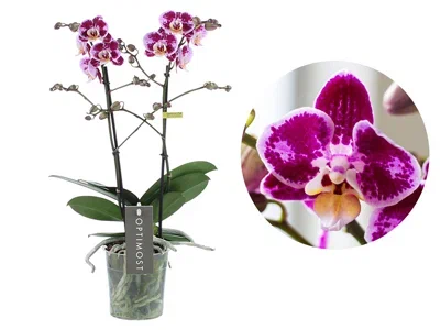 Фаленопсис 2 pp Lilac Bubble, Гор12, Выс65 в интернет гипермаркете «Планета Лета». Фото
