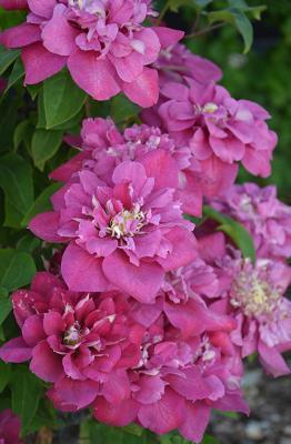 Клематис крупноцветковый Хот Киссес/ЦКорЛюкс в интернет гипермаркете «Планета Лета». Фото