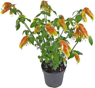 Белопероне Guttata, Гор14, Выс30 в интернет гипермаркете «Планета Лета». Фото