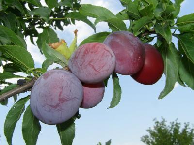 Слива колоновидная Галатея 2-летка ОКС Н150 в интернет гипермаркете «Планета Лета». Фото