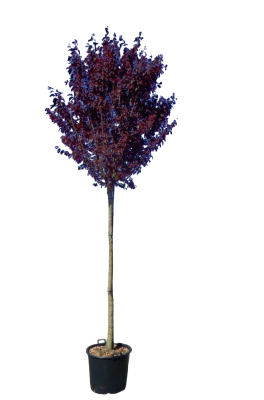 Слива растопыр.Nigra штамб, C10, Выс150 в интернет гипермаркете «Планета Лета». Фото