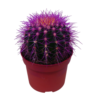 Эхинокактус Grusoni сolor, Гор5, Выс5 в интернет гипермаркете «Планета Лета». Фото